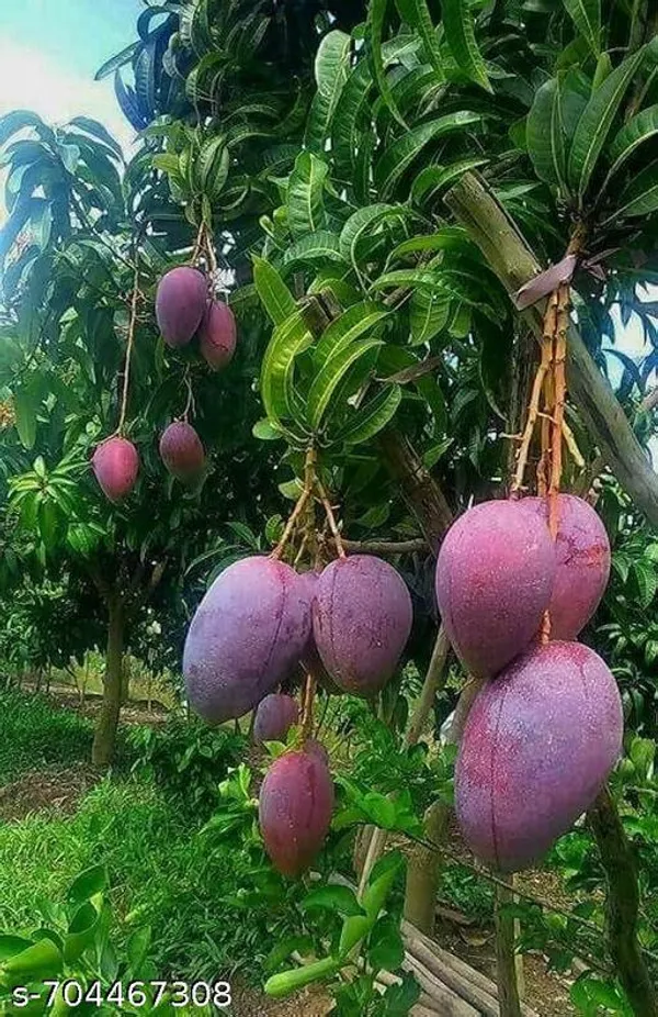 Sweet_Mango_Plant