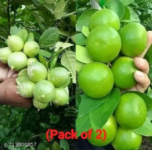 Hybrid_Seedless_All_Season_Lemon_Plant_Pack_Of_2