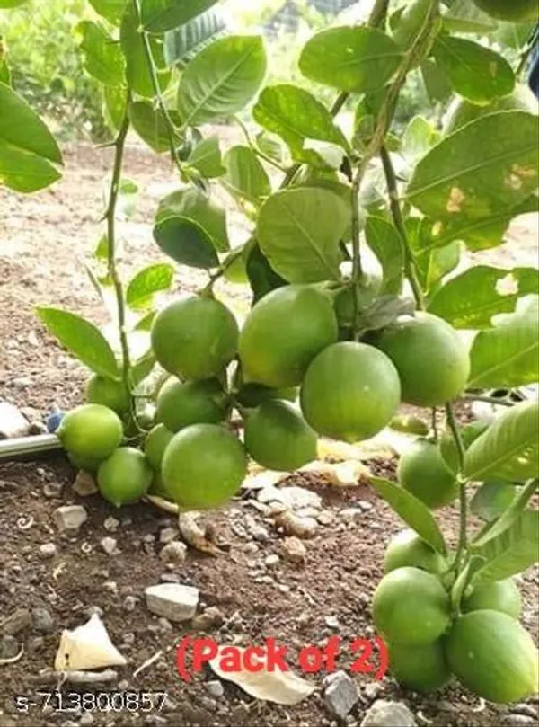 Hybrid_Seedless_All_Season_Lemon_Plant_Pack_Of_2