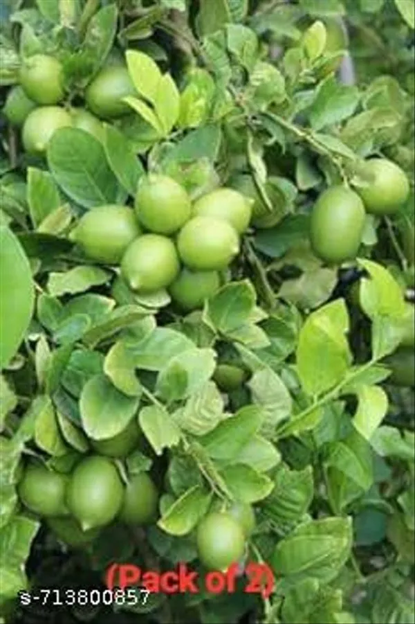Hybrid_Seedless_All_Season_Lemon_Plant_Pack_Of_2
