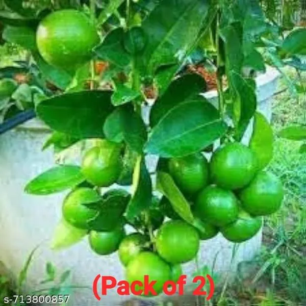 Hybrid_Seedless_All_Season_Lemon_Plant_Pack_Of_2