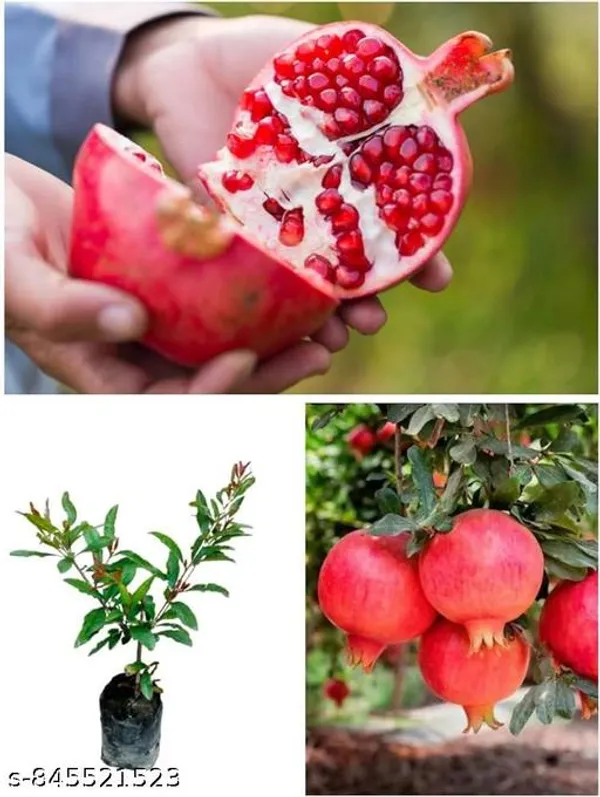 Best_Quality_Promogranate_Plant
