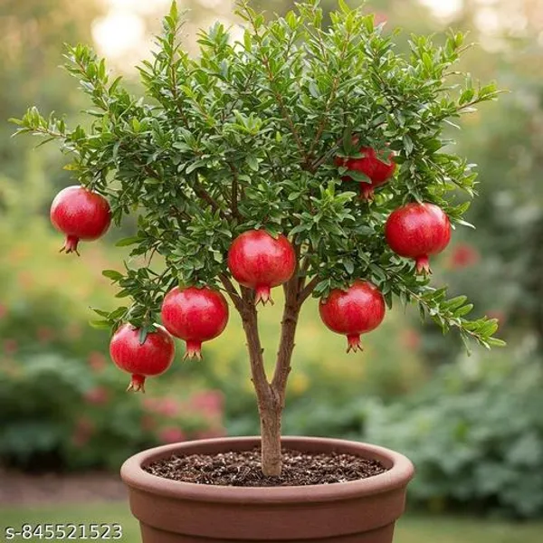 Best_Quality_Promogranate_Plant
