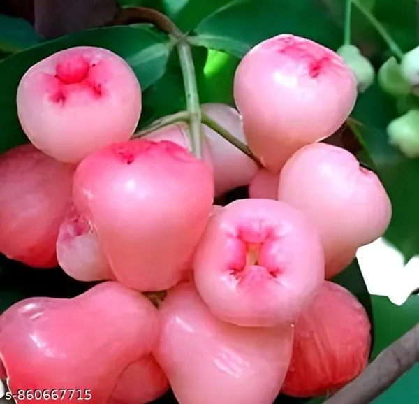 Eroanvia_Sweet_Thai_Pink_Jamrul_Fruit_Plant