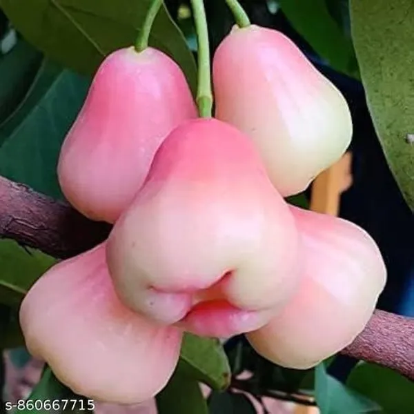 Eroanvia_Sweet_Thai_Pink_Jamrul_Fruit_Plant