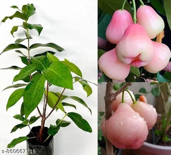 Eroanvia_Sweet_Thai_Pink_Jamrul_Fruit_Plant