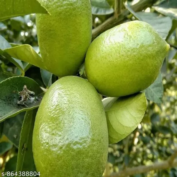 Trandy_Gandhraj_Lemon_Plant_Original_Variety
