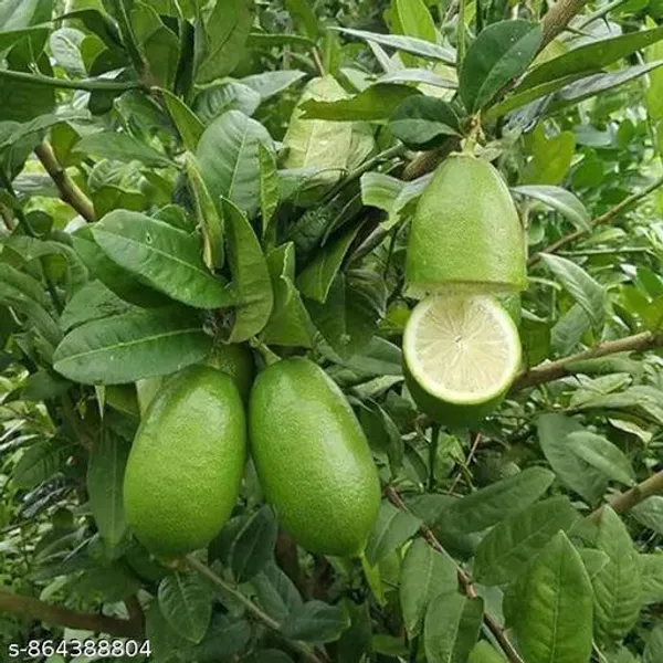 Trandy_Gandhraj_Lemon_Plant_Original_Variety