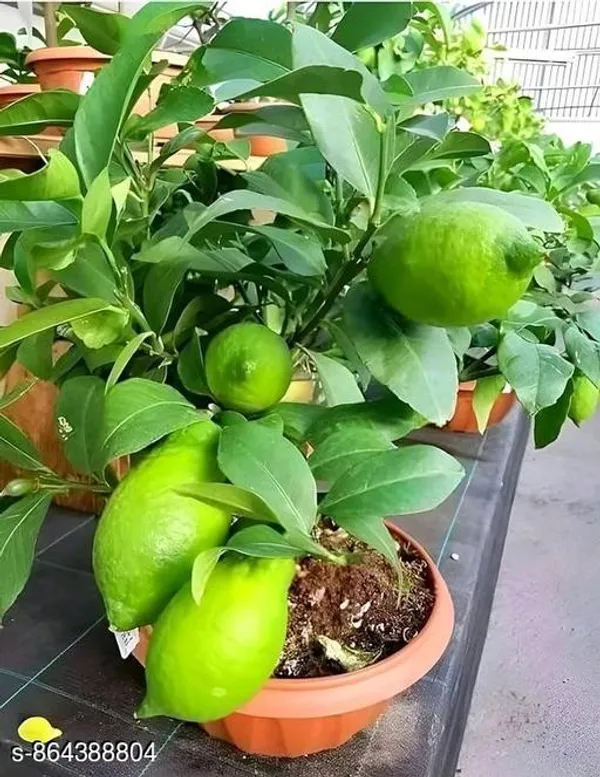 Trandy_Gandhraj_Lemon_Plant_Original_Variety
