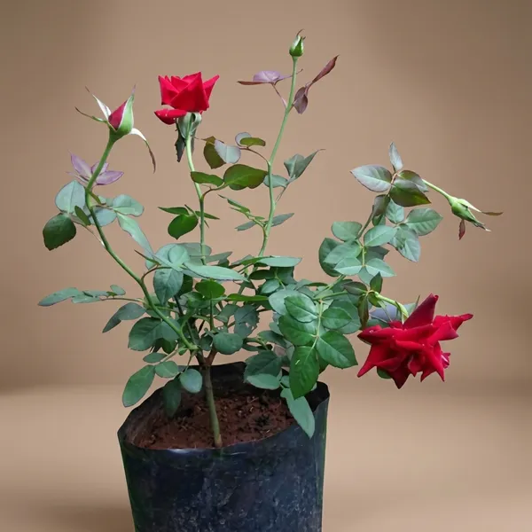 Red_Rose_Plant