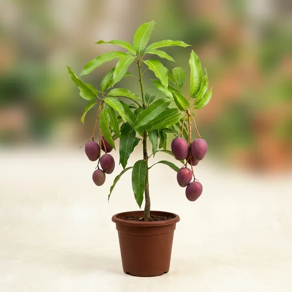 Best_Quality_Mango_Fruit_Plant