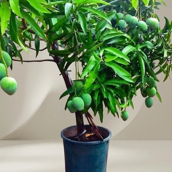 Hybrid_Mango_Plant