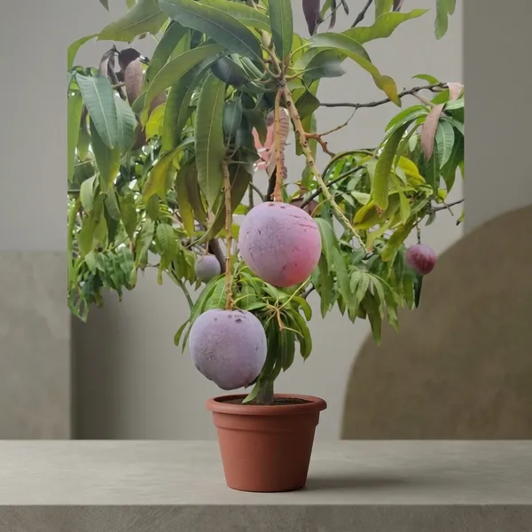 Dwarf_Red_Mango_Hybrid_Plant