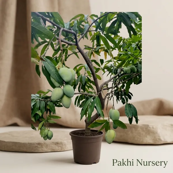 Red_Mango_Hybrid_Fruit_Plant