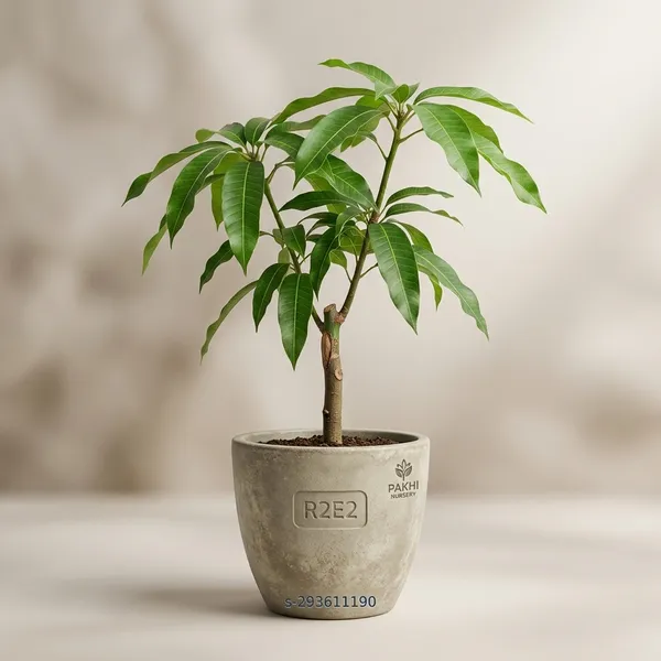 R2e2_Mango_Grafted_Variant_Plant