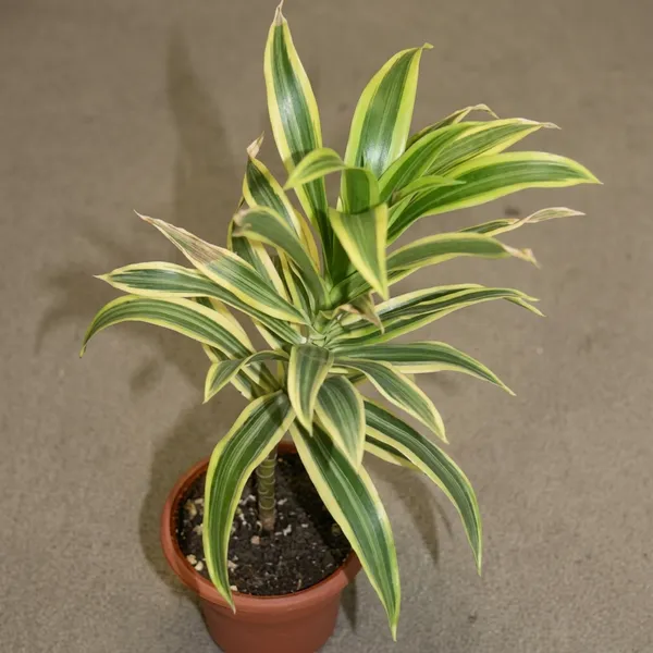 Dracaena_Plant