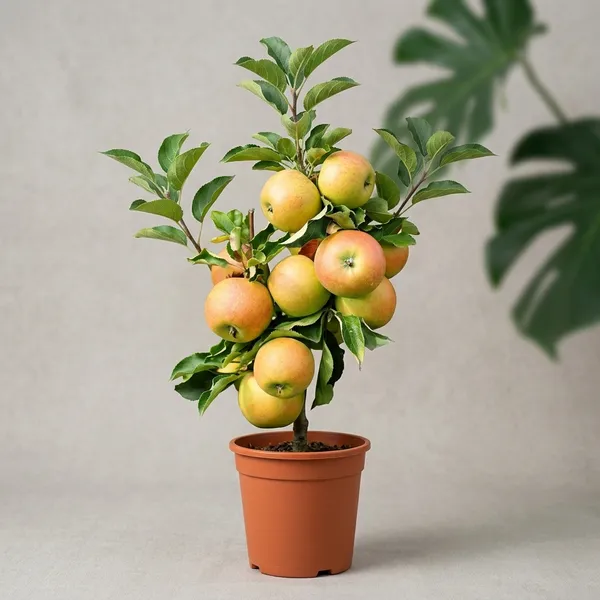 Trio_Fruit_Apple_Tree_Plant