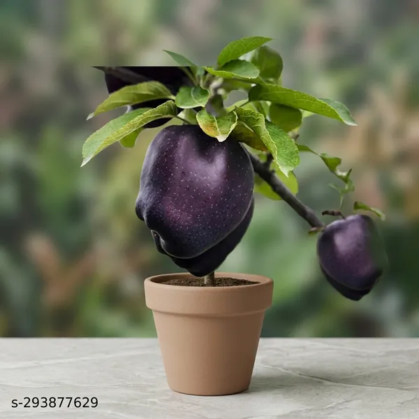 Black_Apple_Plant