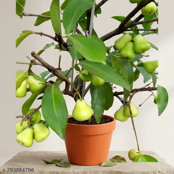 Jamrul_Tree_Plant