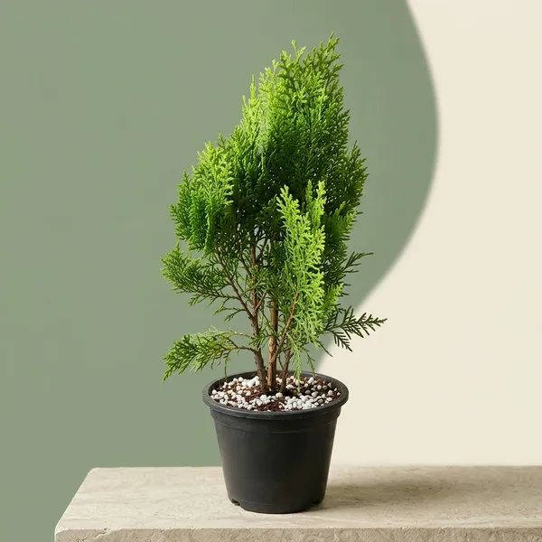 Best_Quality_Jhau_Plant