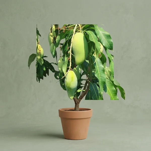 Desi_Grafted_Mango_Fruit_Tree_Plant