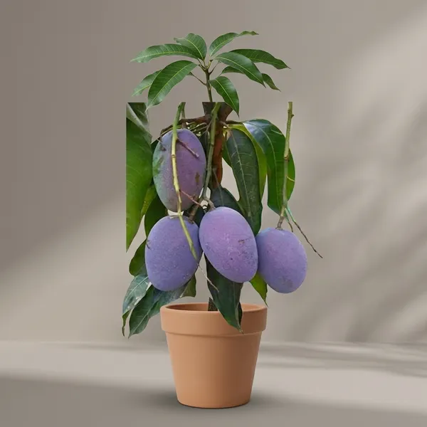 Black_Stone_Mango_Fruit_Plant