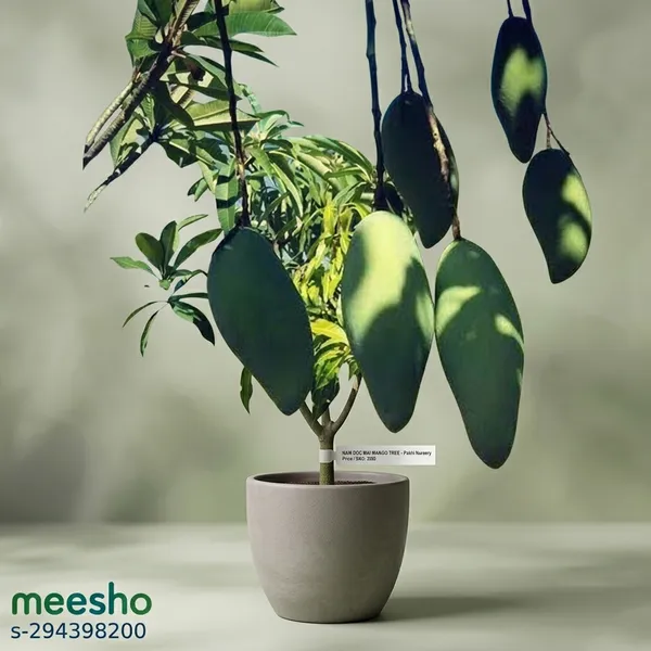 Nam_Doc_Mai_Mango_Tree_Plant