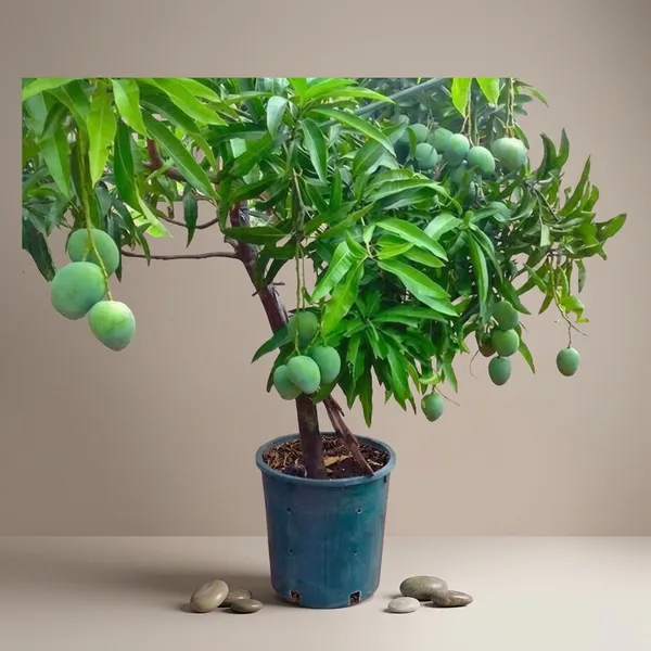 All_Time_Mango_Fruit_Tree_Plant