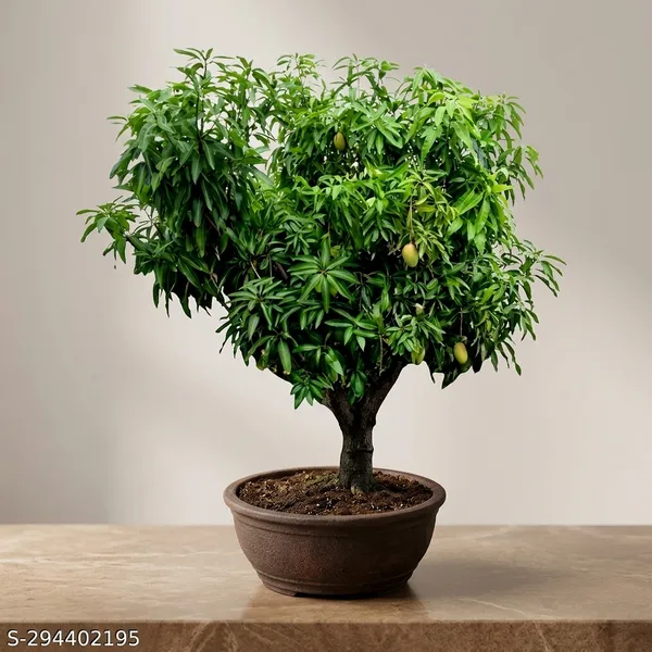 Jauhari_Safeda_Mango_Tree_Plant