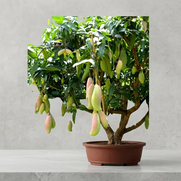 Bonsai_Mango_Fruit_Tree_Plant