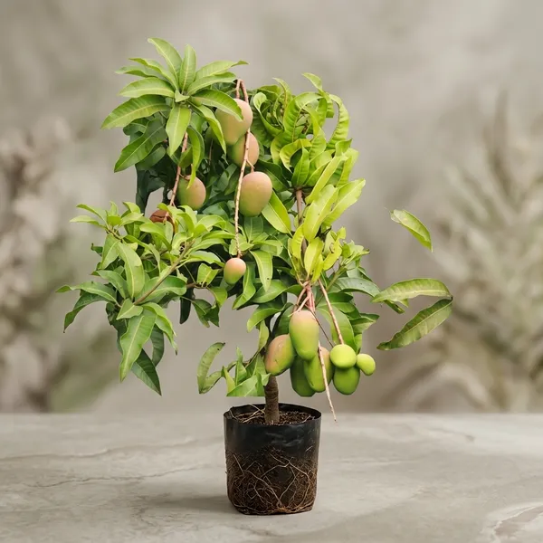 Baramasi_Mango_Tree_Plant