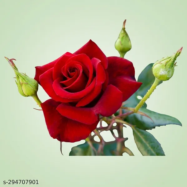 Red_Rose_Plant