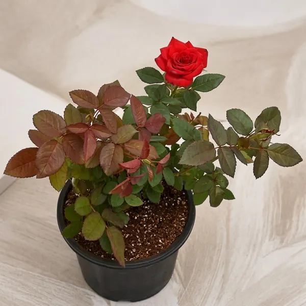 F1_Red_Rose_Plant