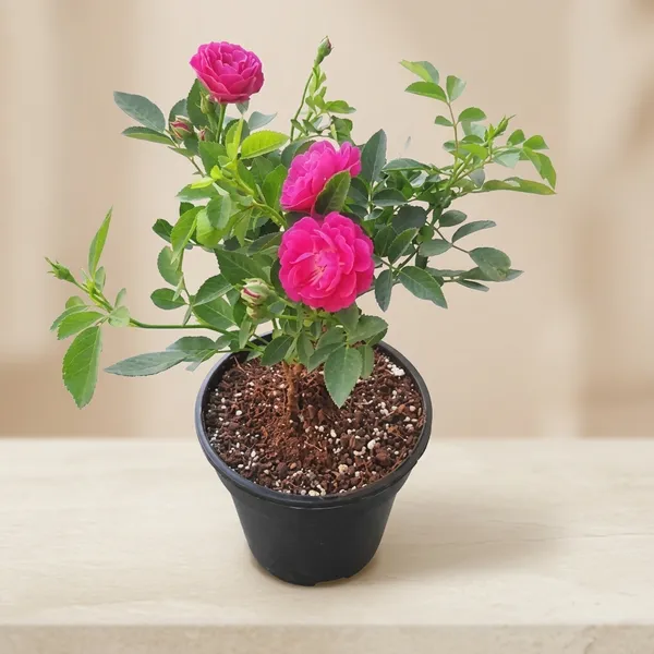 Super_Quality_Rose_Plant
