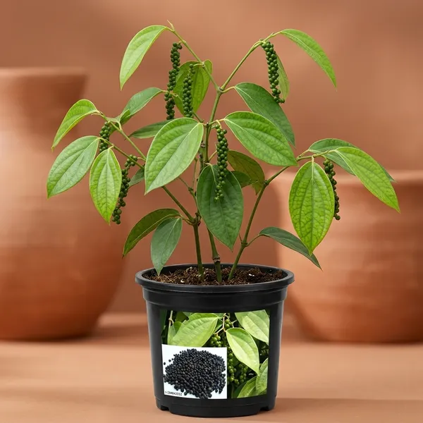 Best_Quality_Golmorich_Plant