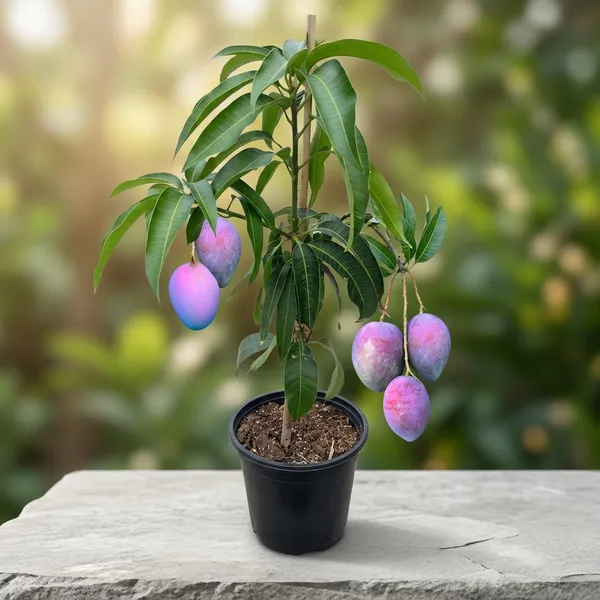 Blue_Mango_Fruit_Plant