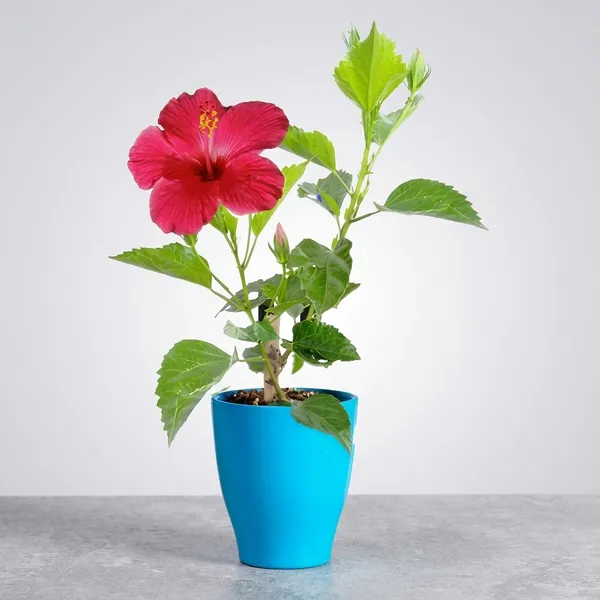 Gudhal_Flower_Pink_Joba_Plant