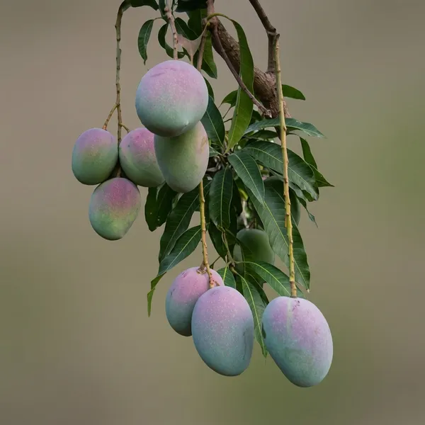 Icargoa_Mango_Tree_Plant
