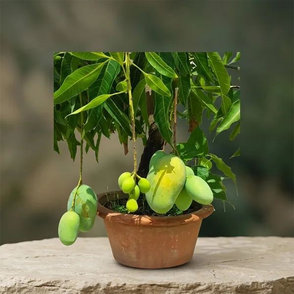 Glenn_Mango_Fruit_Tree_Plant