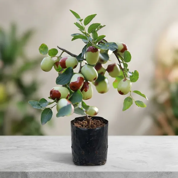 Red_Sundari_Apple_Ber_Kul_Jujube_Fruit_Plant