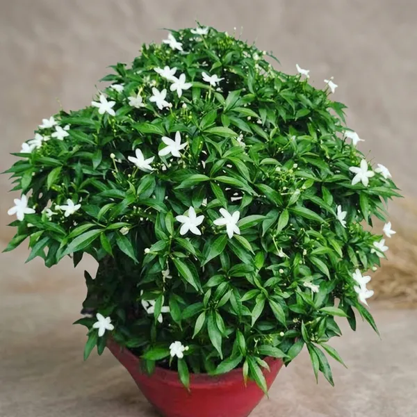 Best_Quality_Chinese_Tagar_Flower_Plant