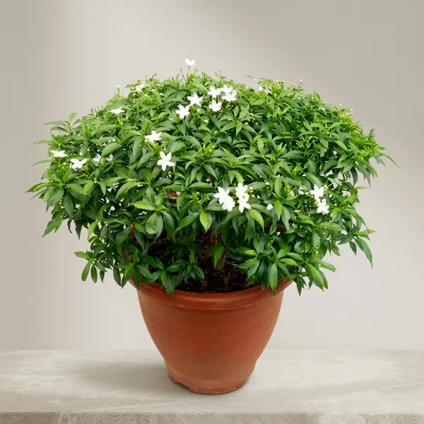 Chinese_Tagar_Flower_Plant