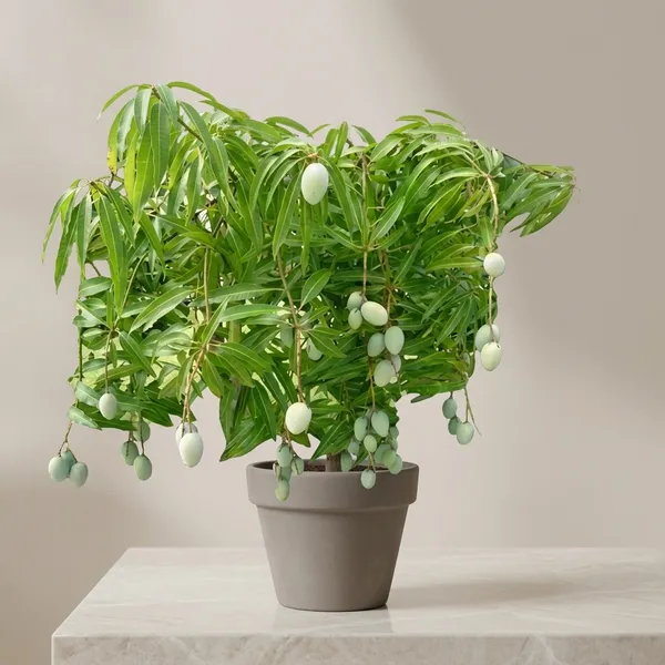 Vm_Mango_Tree_Plant