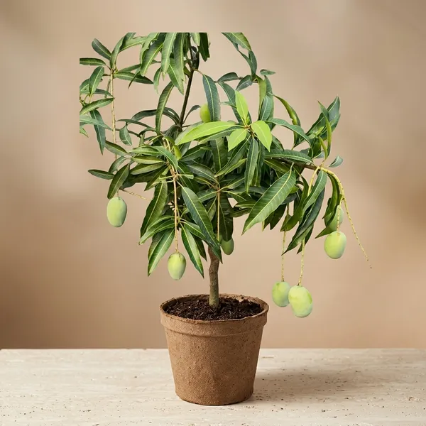 Kesar_Mango_Tree_Plant