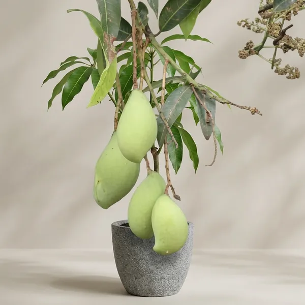 M9_Dwarf_Mango_Tree_Plant