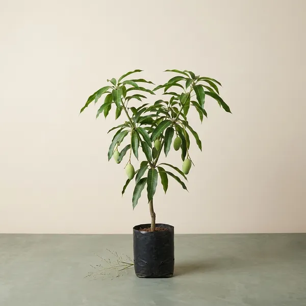Thotha_Puri_Mango_Tree_Plant