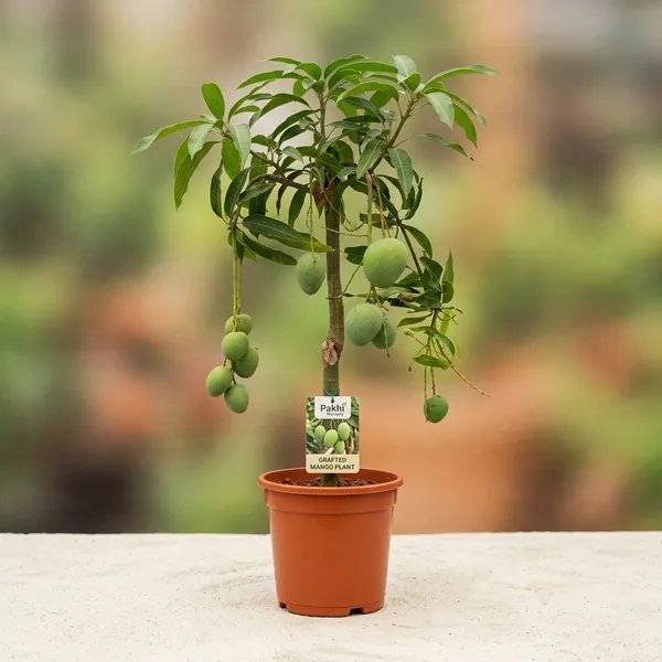 Grafted_Mango_Fruit_Tree_Plant