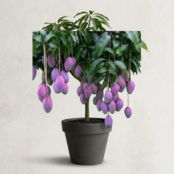 Palmar_Mango_Fruit_Tree_Plant