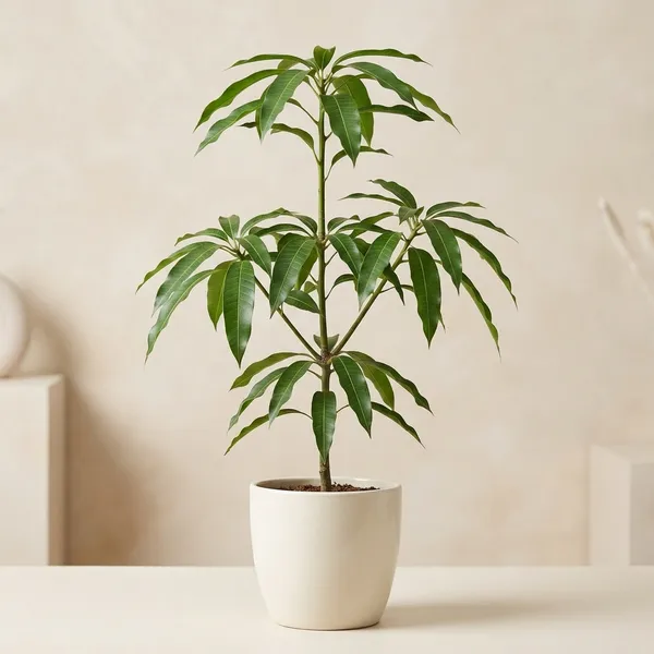 Red_Natural_Totapuri_Mango_Tree_Plant