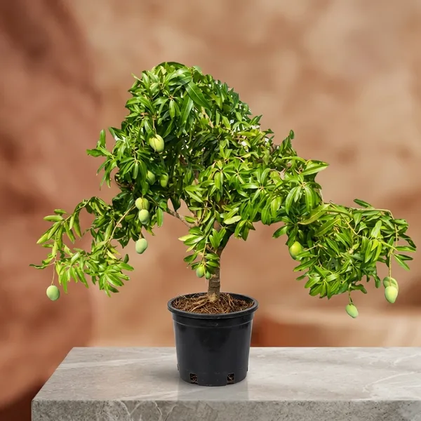 Sindoora_Mango_Fruit_Tree_Plant